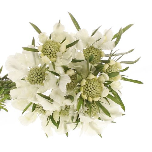 Scabiosa weiss Anika 60cm