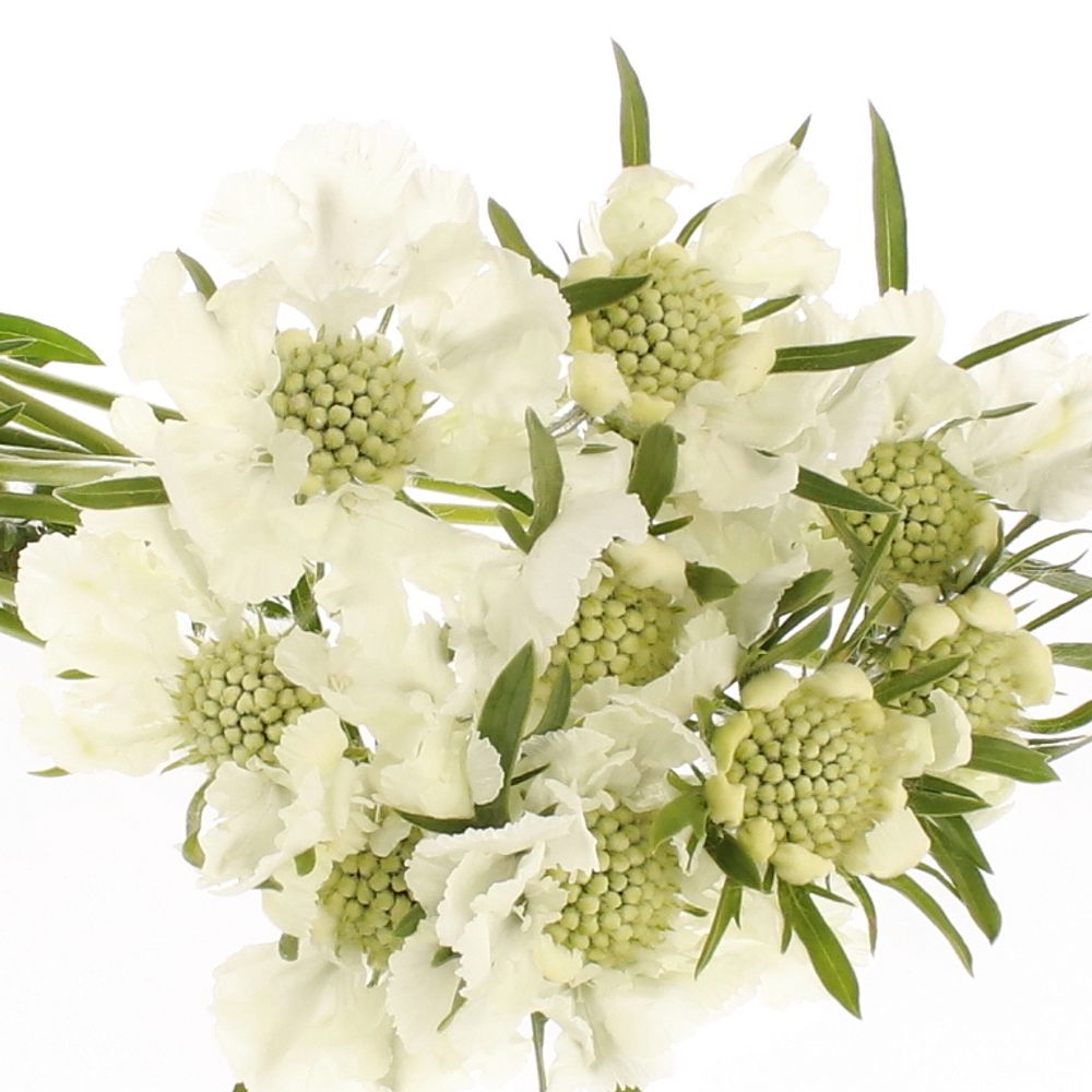 Scabiosa weiss Anika 60cm