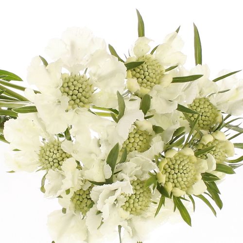Scabiosa weiss Anika 60cm