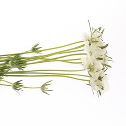 Scabiosa weiss Anika 60cm