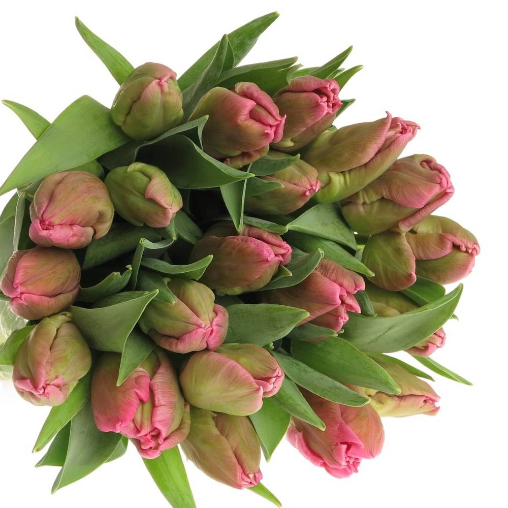 Tulpe pink Marvel Parrot 38 Gramm