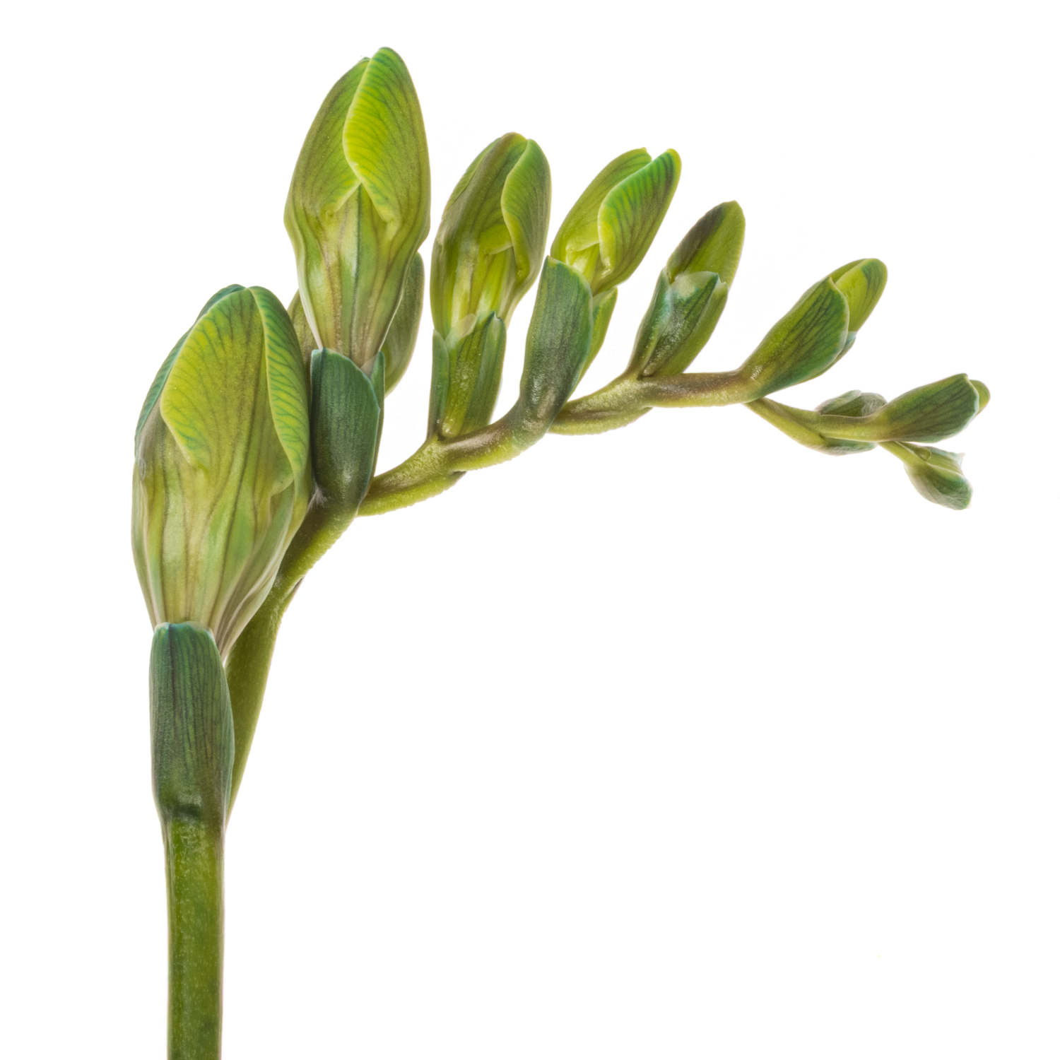 Freesie blau navy gefärbt 50cm