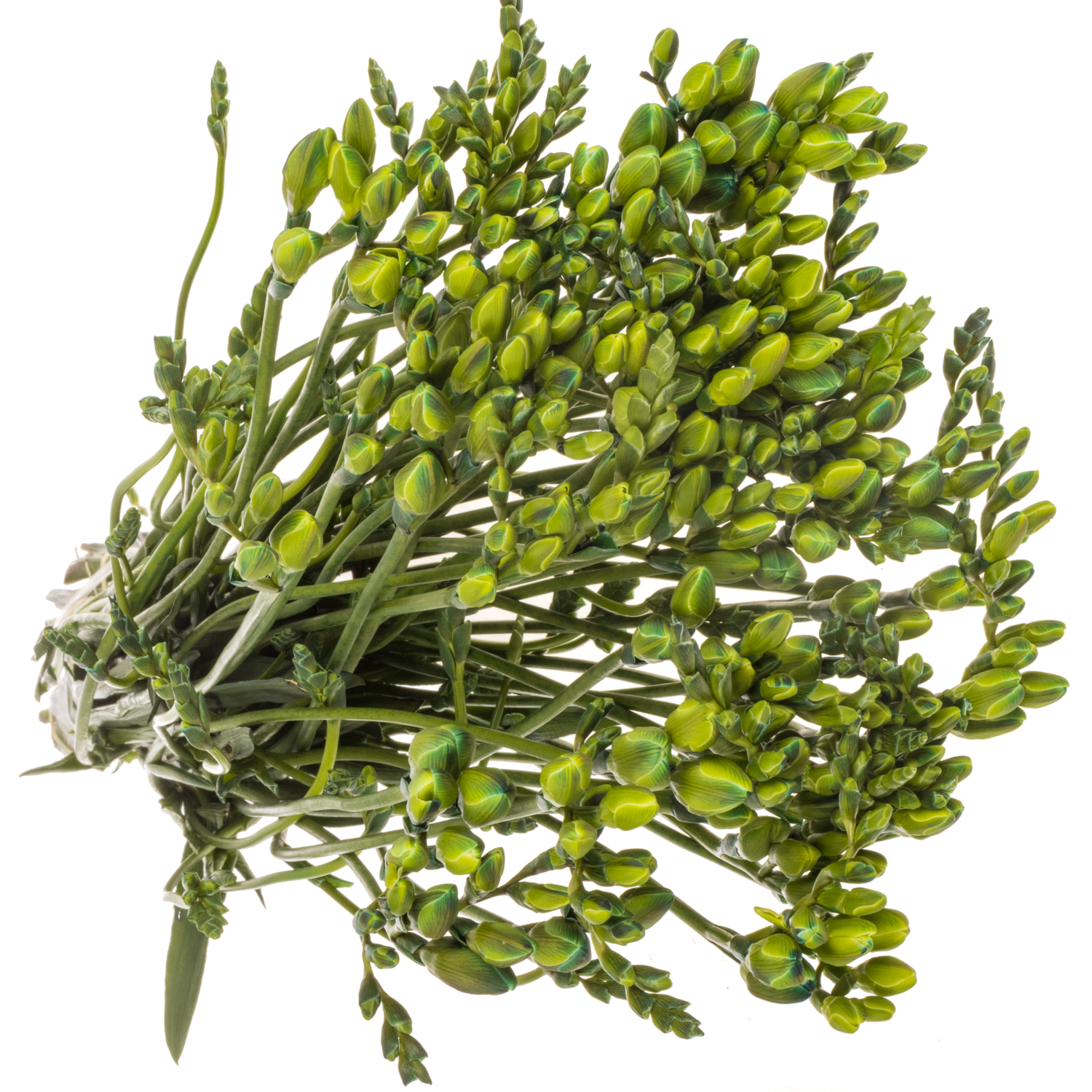 Freesie blau navy gefärbt 50cm