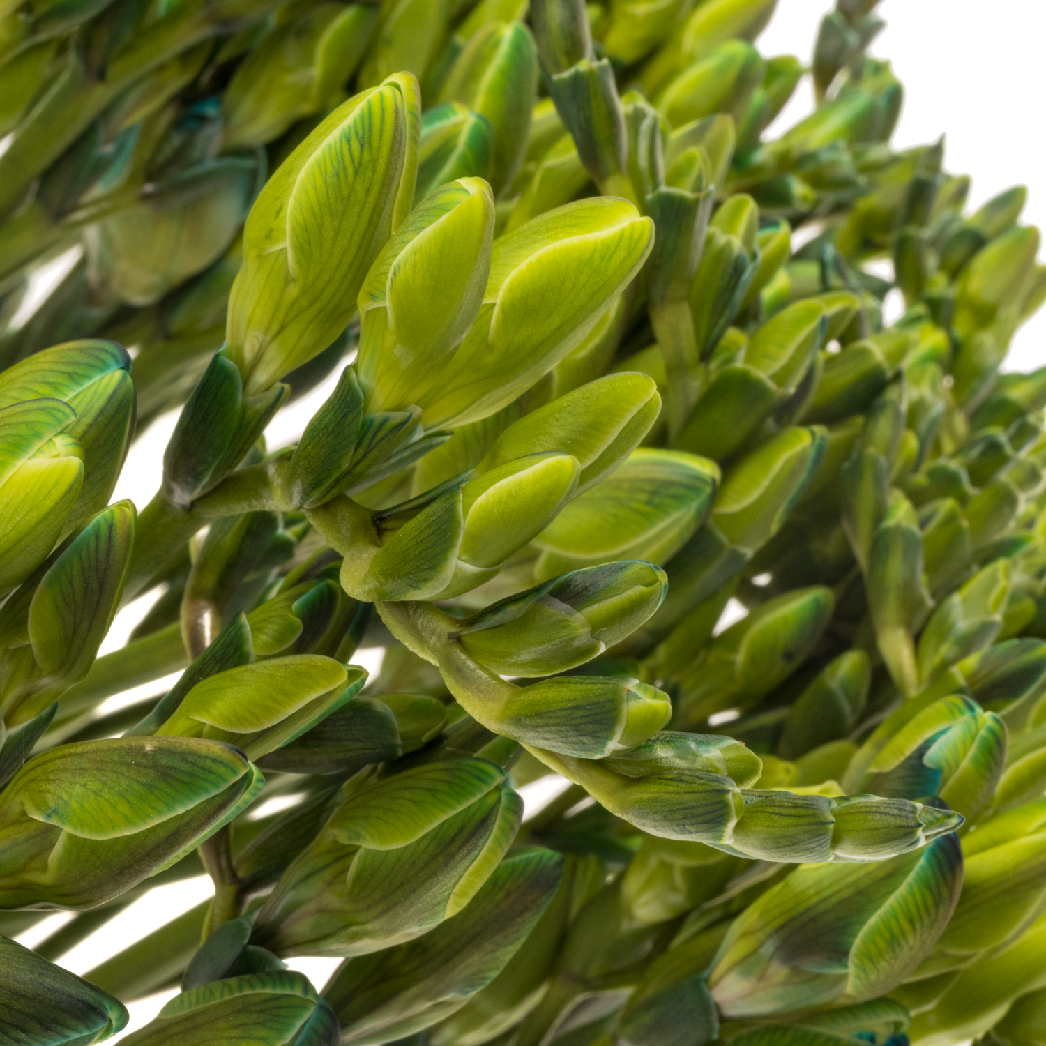 Freesie blau navy gefärbt 50cm