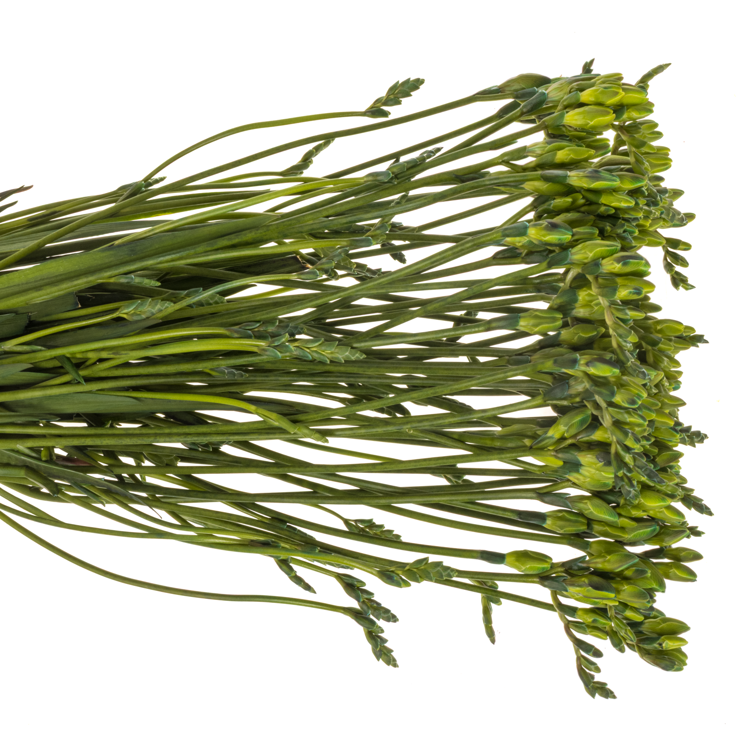 Freesie blau navy gefärbt 50cm