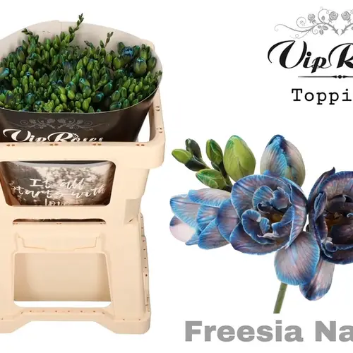 Freesie blau navy gefärbt 50cm