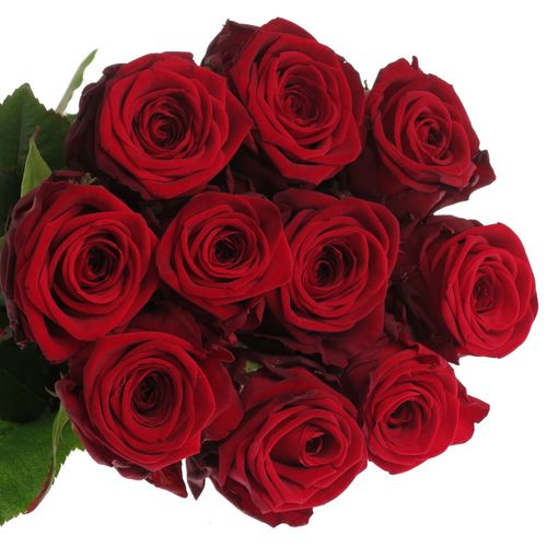 Rose rot Red Naomi (Porta Nova) 80cm Valentinstag