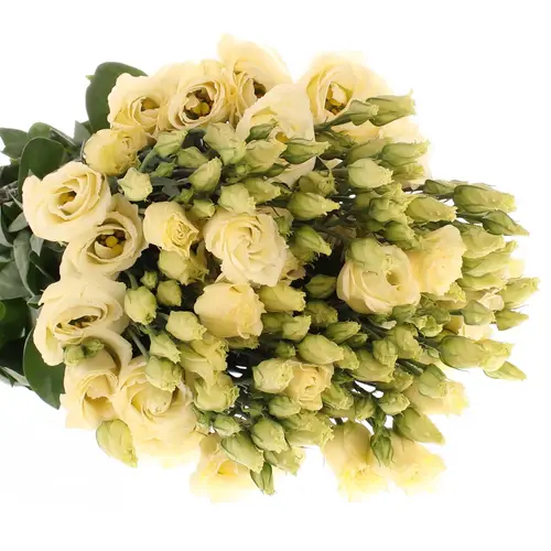 Lisianthus creme Rosita 5+Blüte 70 cm