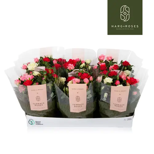 Rosa Schale Carnaval T21 H030