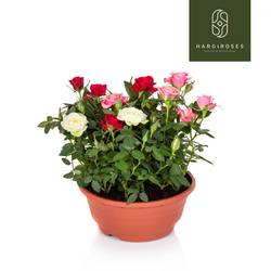 Rosa Schale Carnaval T21 H030