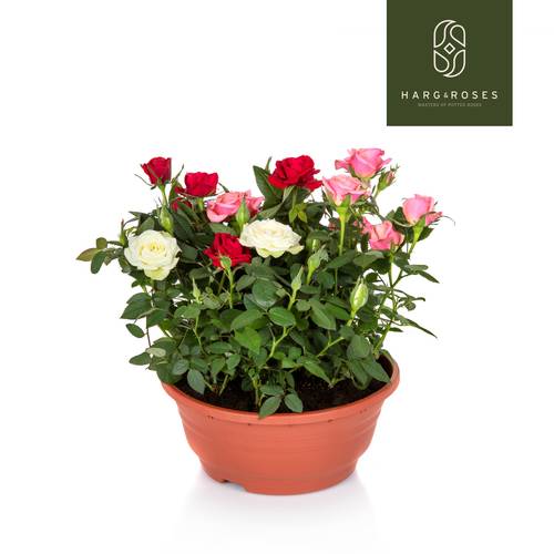 Rosa Schale Carnaval T21 H030