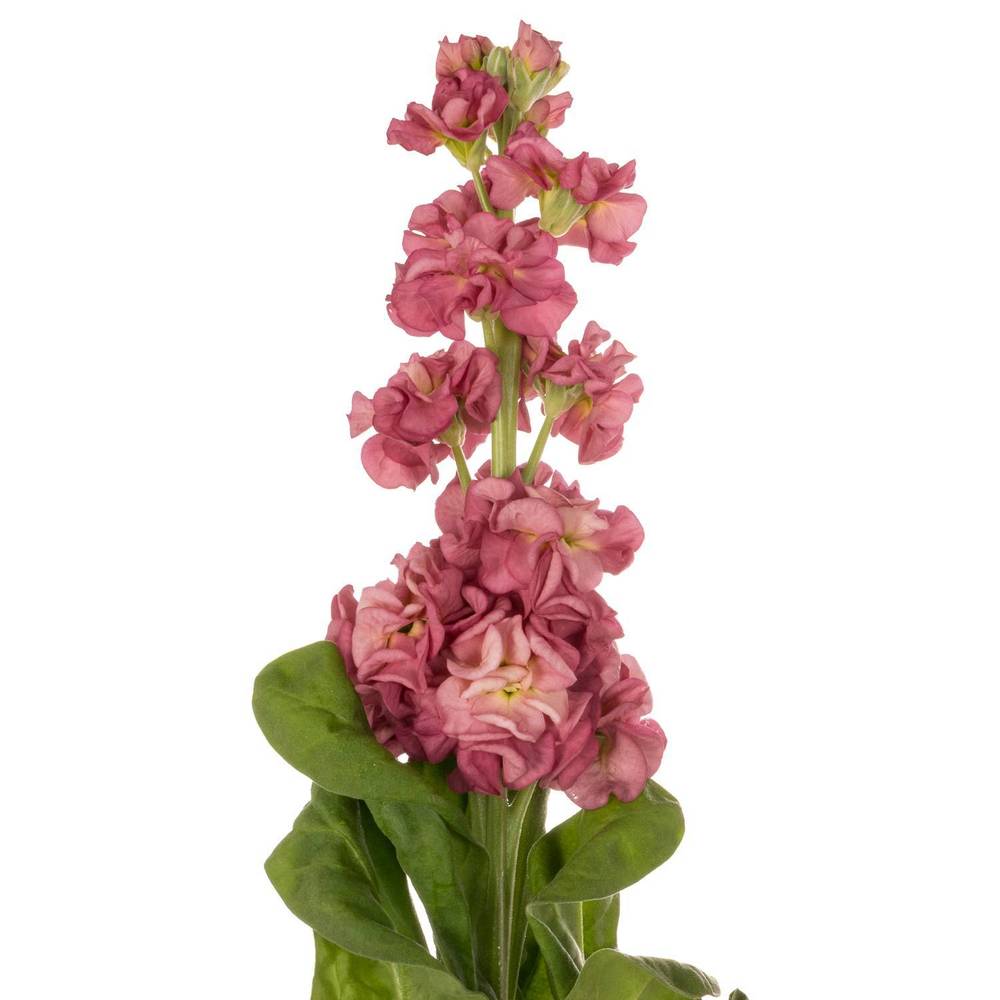Levkoje alt rosa Impala terra 50cm