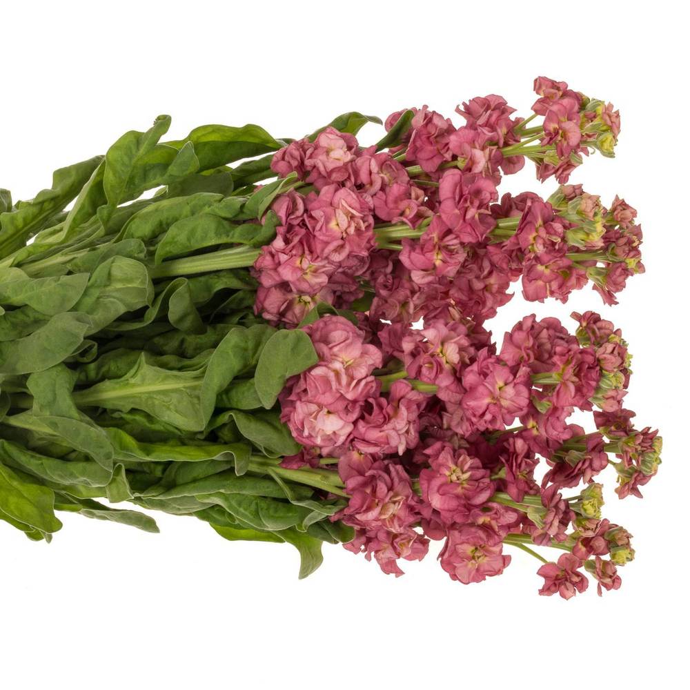 Levkoje alt rosa Impala terra 50cm