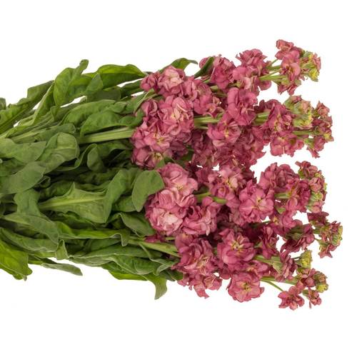 Levkoje alt rosa Impala terra 50cm