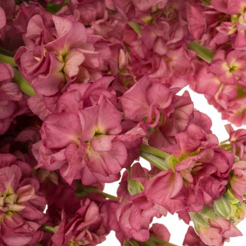Levkoje alt rosa Impala terra 50cm