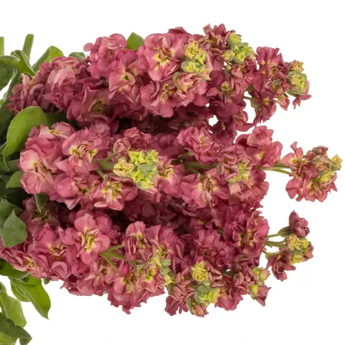 Levkoje alt rosa Impala terra 50cm
