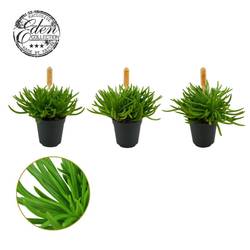 Senecio Himalaya T05,5 H10