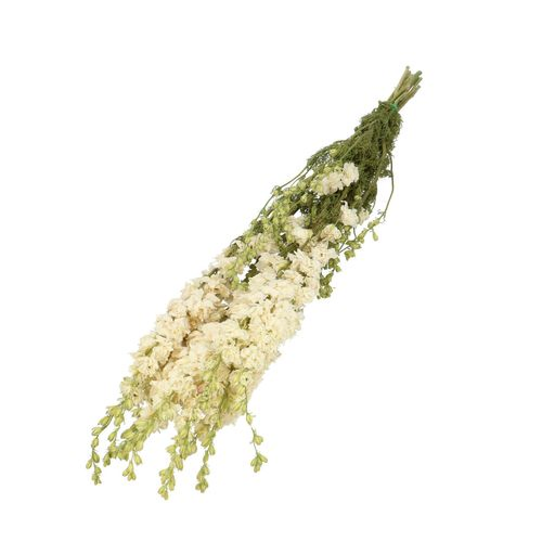 Trocken Delphinium weiss L60cm