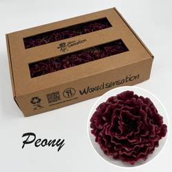 Seiden Wachs Pfingstrose weinrot