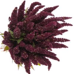 Amaranthus stehend rot 55cm