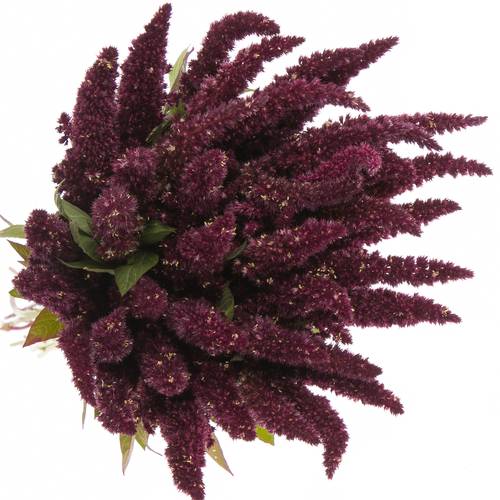 Amaranthus stehend rot 55cm