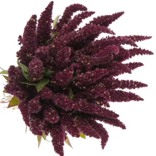 Amaranthus stehend rot 55cm