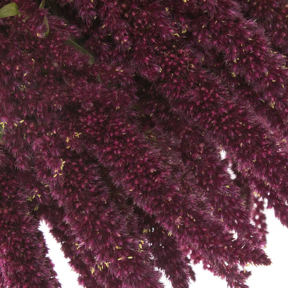 Amaranthus stehend rot 55cm