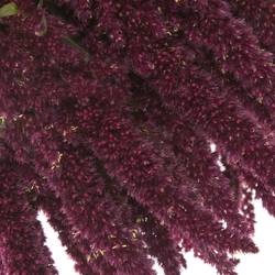 Amaranthus stehend rot 55cm