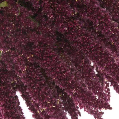 Amaranthus stehend rot 55cm