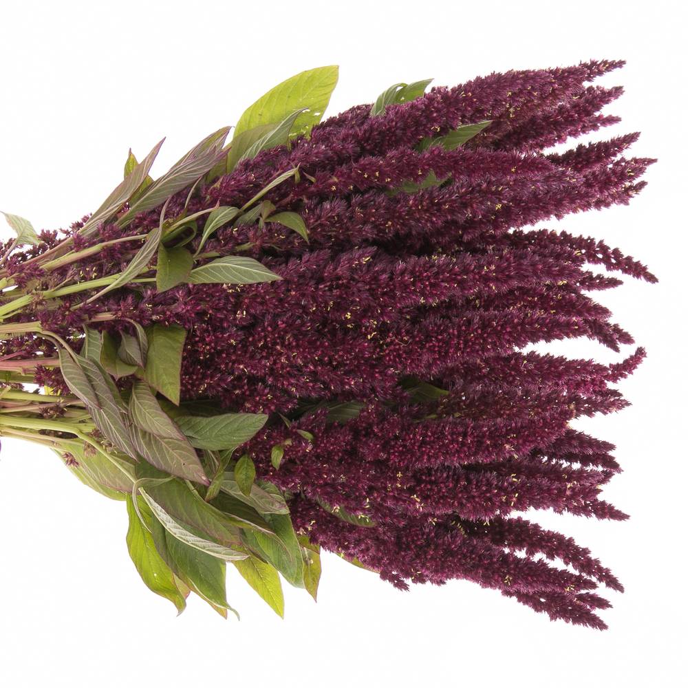 Amaranthus stehend rot 55cm