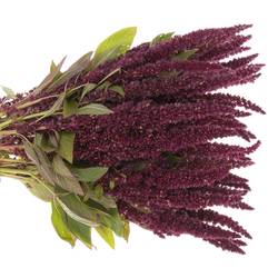 Amaranthus stehend rot 55cm