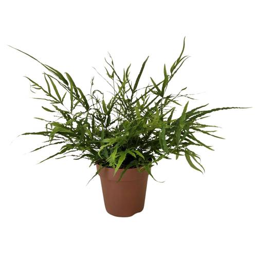 Pteris Serrulata T12 H030