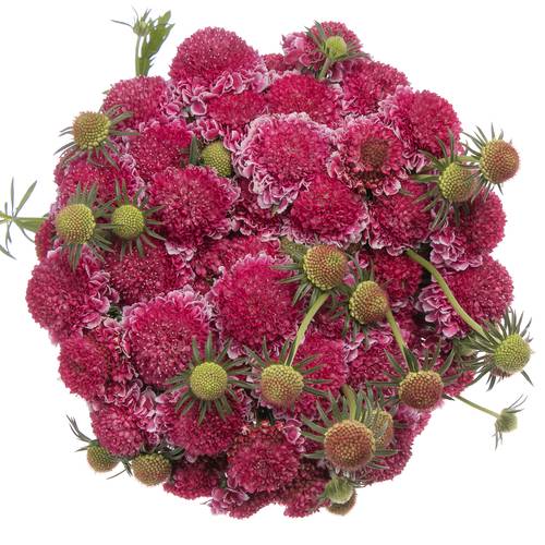 Scabiosa dunkel rosa Hot Pink 55cm