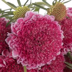Scabiosa dunkel rosa Hot Pink 55cm