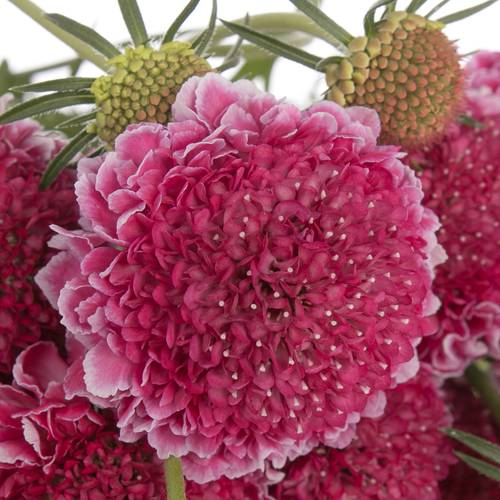 Scabiosa dunkel rosa Hot Pink 55cm