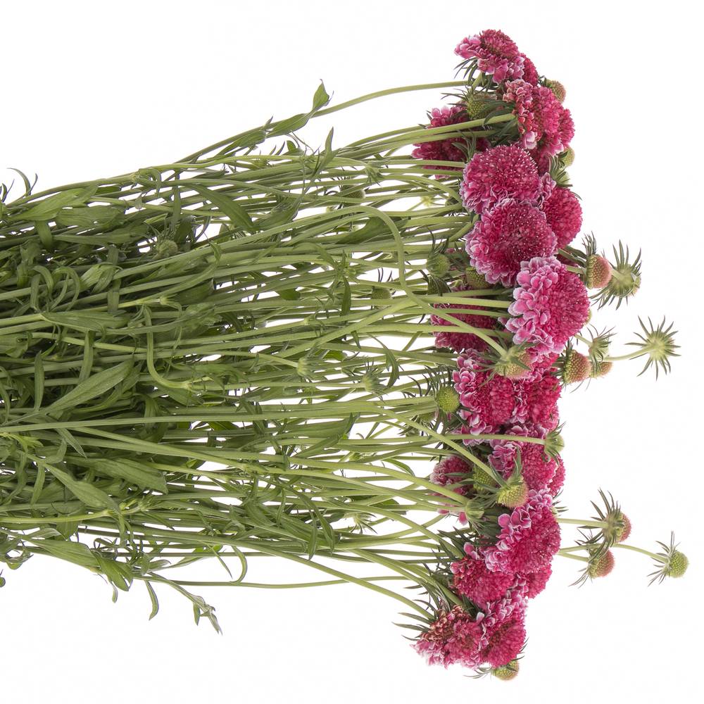 Scabiosa dunkel rosa Hot Pink 55cm