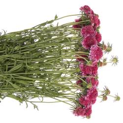 Scabiosa dunkel rosa Hot Pink 55cm