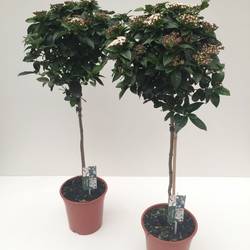 Viburnum Tinus auf Stamm H095