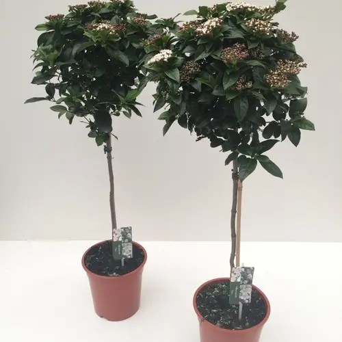 Viburnum Tinus auf Stamm H095