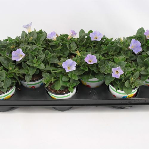Petunia blau Sky Blue T10,5 H20