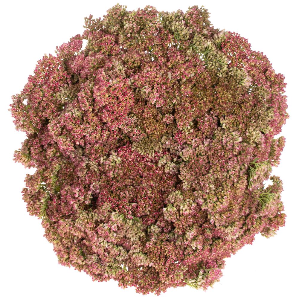 Sedum grün/rosa Spectabile 50cm