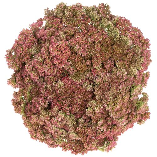 Sedum grün/rosa Spectabile 50cm