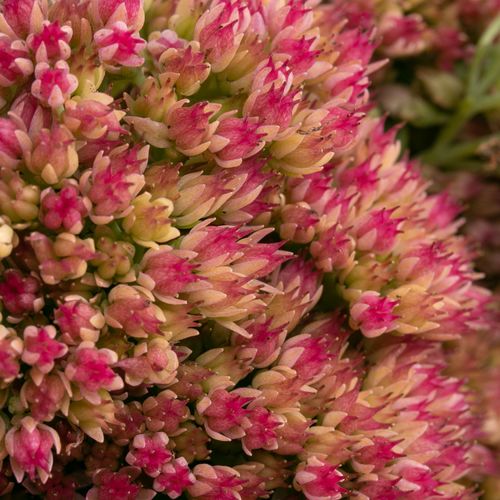 Sedum grün/rosa Spectabile 50cm