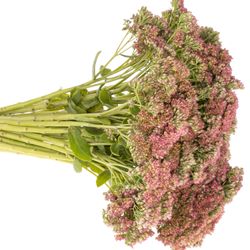 Sedum grün/rosa Spectabile 50cm