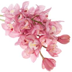 Cymbidium rosa Marita 60cm 9+Blüte