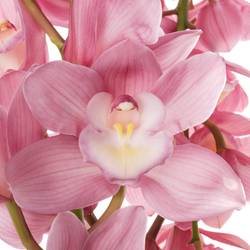 Cymbidium rosa Marita 60cm 9+Blüte