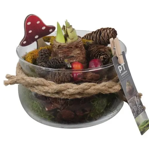 Amaryl.Arr PTAA7580 rote Bl. T16 H017