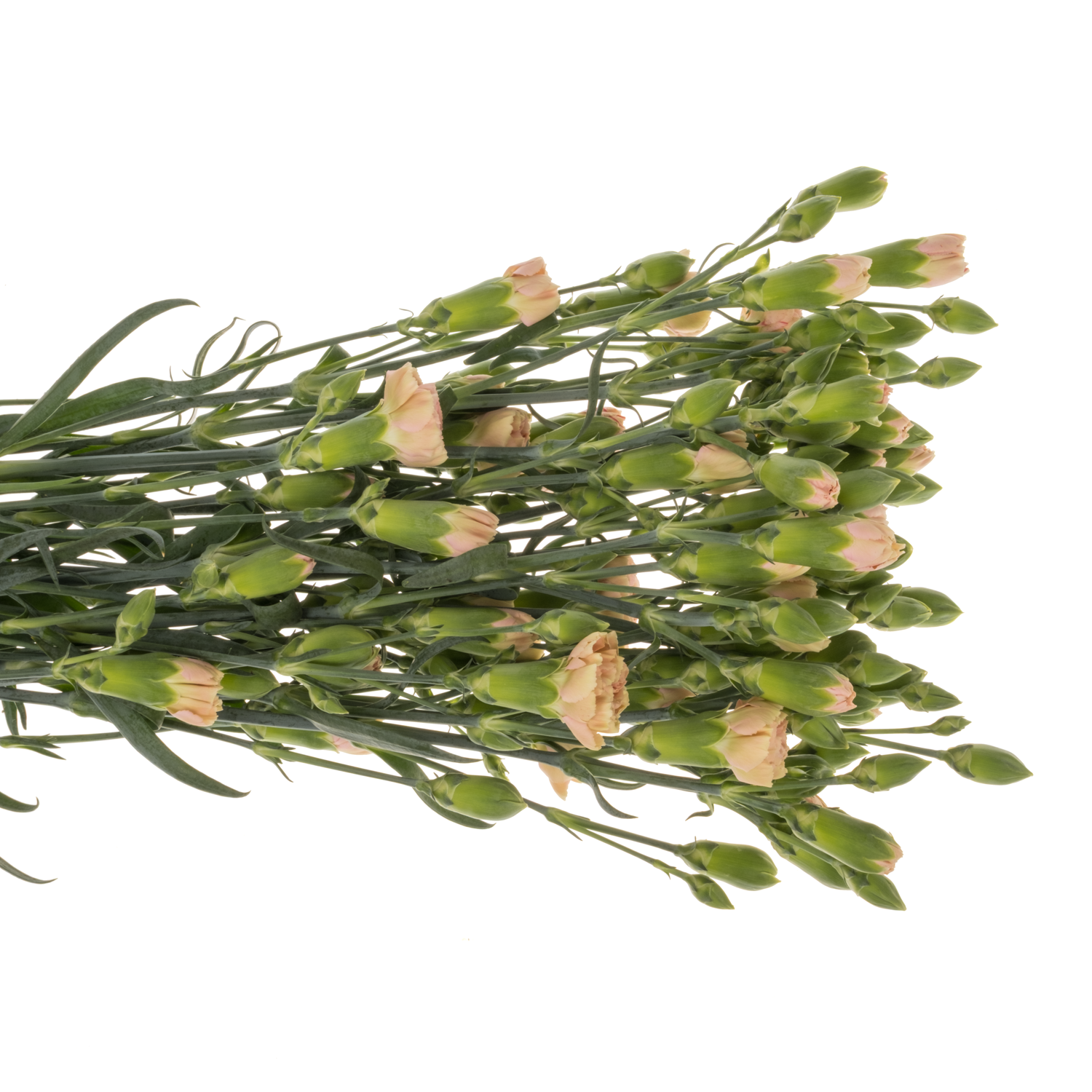Spraynelke rosa Miss Prudence 60cm