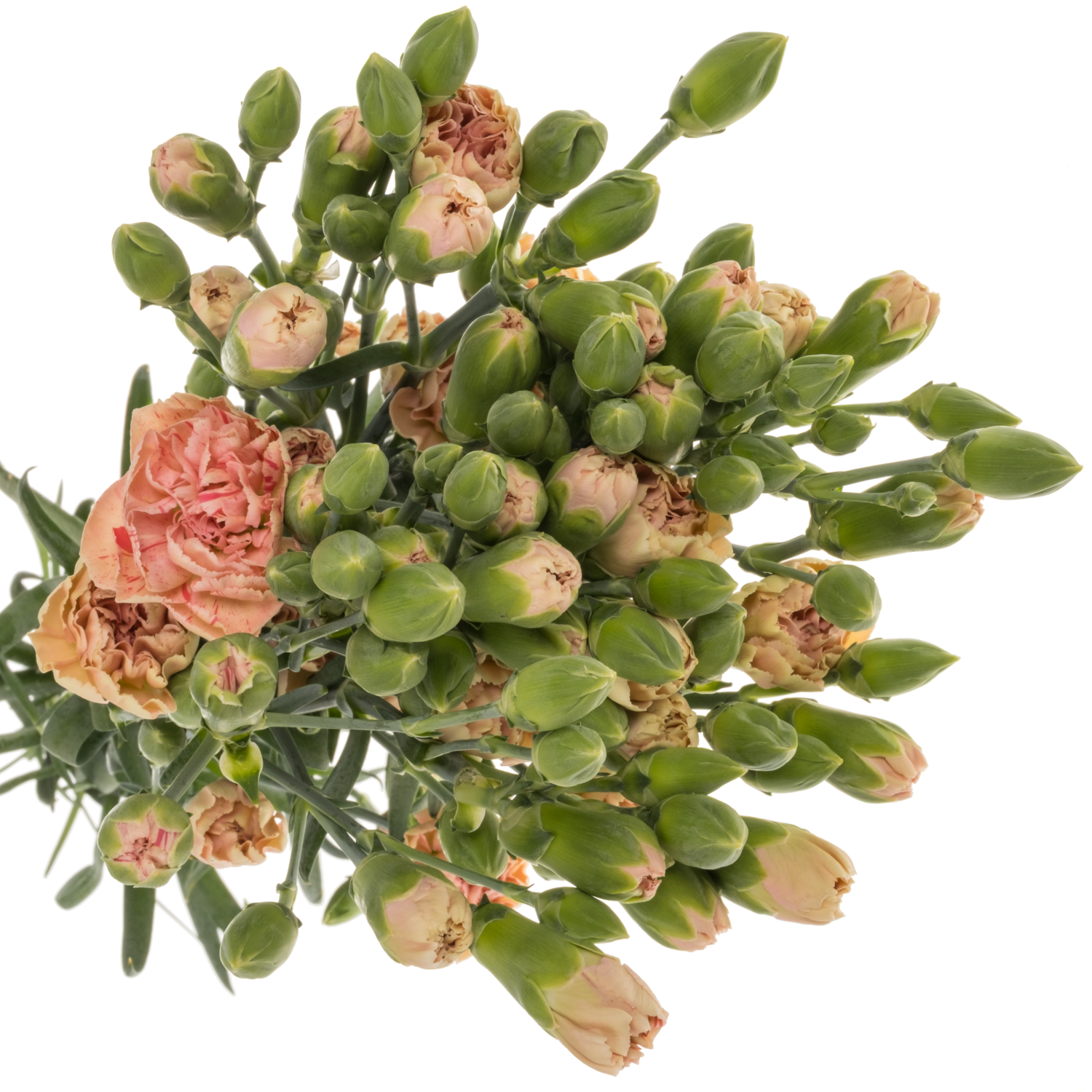 Spraynelke rosa Miss Prudence 60cm