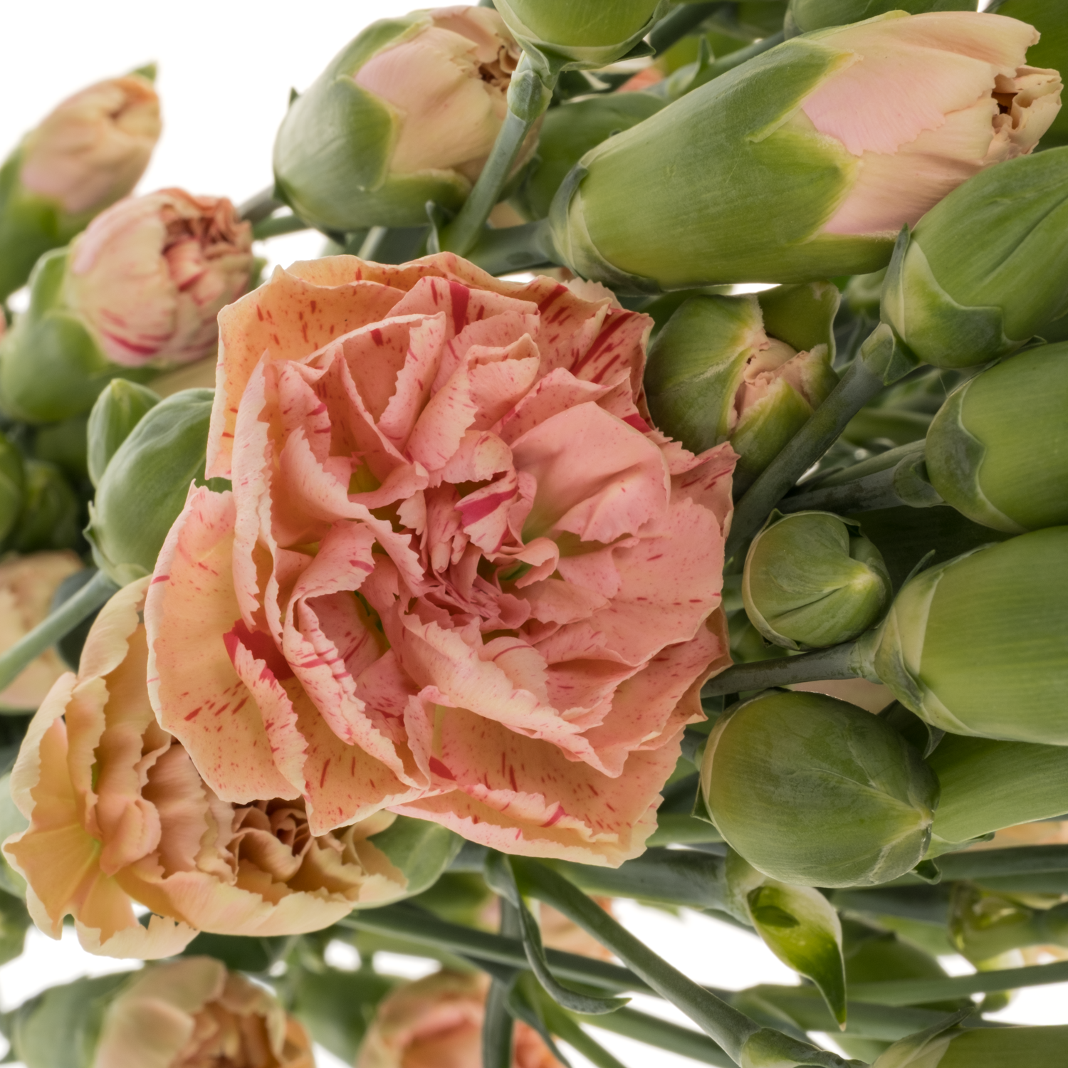 Spraynelke rosa Miss Prudence 60cm